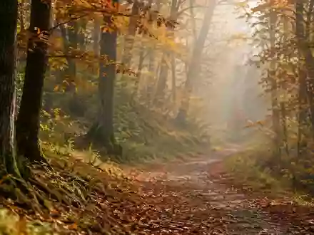 Ein ruhiger Waldweg im Herbst mit sanftem Licht, symbolisch für Vorsorge und Lebensphasen. - Foto: über boerse-global.de