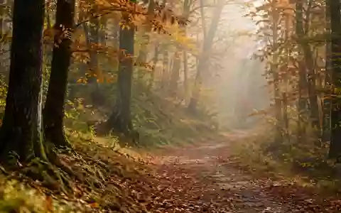 Ein ruhiger Waldweg im Herbst mit sanftem Licht, symbolisch für Vorsorge und Lebensphasen. - Foto: über boerse-global.de