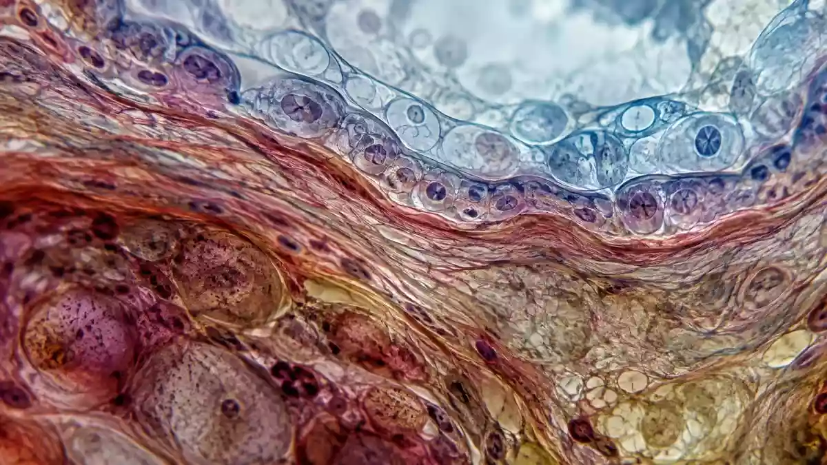 Mikroskopische Aufnahme komplexer biologischer Zellstrukturen und Gewebeschichten zur Darstellung der Darmbarriere. Illustration mit AI erstellt.