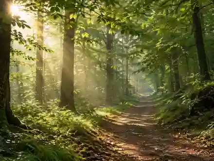 Ein leerer Waldweg im morgendlichen Sonnenlicht, der Ruhe und Bewegung in der Natur symbolisiert. - Foto: über boerse-global.de