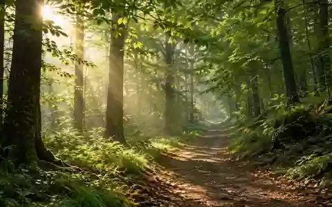 Ein leerer Waldweg im morgendlichen Sonnenlicht, der Ruhe und Bewegung in der Natur symbolisiert. - Foto: über boerse-global.de