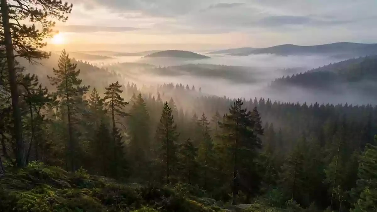Ein nebliger Wald bei Sonnenaufgang, der Ruhe und Stille in der Natur vermittelt. Illustration mit AI erstellt.