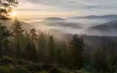 Ein nebliger Wald bei Sonnenaufgang, der Ruhe und Stille in der Natur vermittelt. - Foto: über boerse-global.de