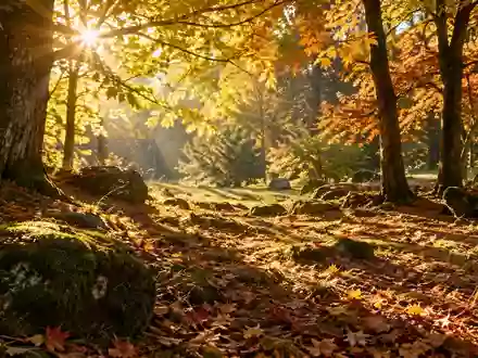 Sonnenlicht fällt durch die Blätter eines herbstlichen Waldes auf den Boden. - Foto: über boerse-global.de