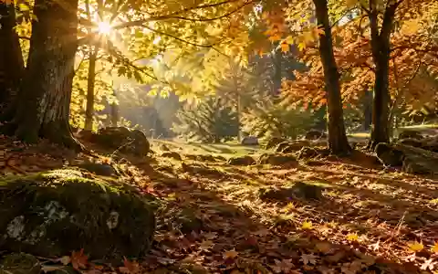 Sonnenlicht fällt durch die Blätter eines herbstlichen Waldes auf den Boden. - Foto: über boerse-global.de