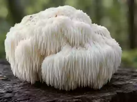 Ein frischer Igelstachelbart-Pilz mit seinen charakteristischen stachelartigen Auswüchsen auf einem dunklen Holzhintergrund. - Foto: über boerse-global.de
