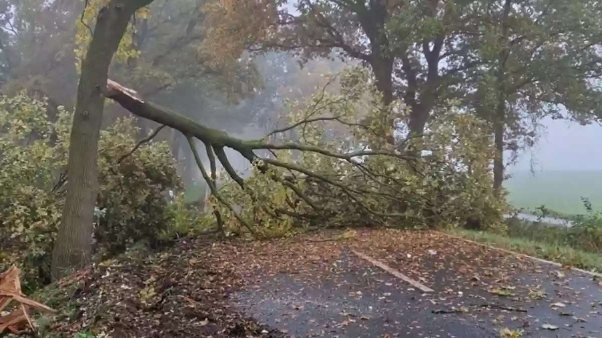 POL-CUX: LKW kommt im Bereich Beverstedt von der Fahrbahn ab und beschädigt massiven Straßenbaum - Großer Ast die Fahrbahn - Hoher Sachschaden(Foto im Anhang) - Bild: presseportal.de