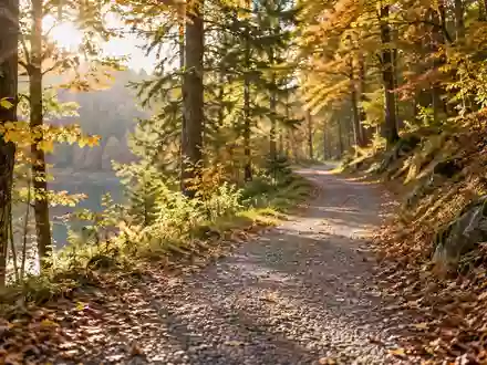 Ein von der Sonne beleuchteter Waldweg im Herbst, der zu ausgedehnten Spaziergängen einlädt. - Foto: über boerse-global.de