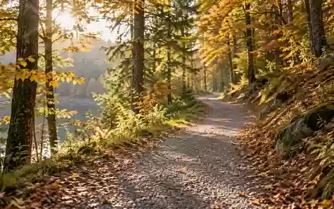 Ein von der Sonne beleuchteter Waldweg im Herbst, der zu ausgedehnten Spaziergängen einlädt. - Foto: über boerse-global.de