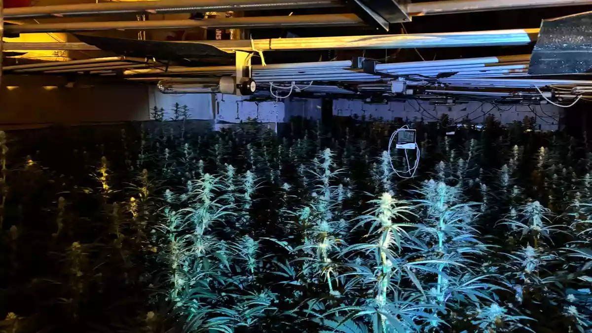 ZOLL-DD: Über die Sache wächst kein Gras mehr... / Zoll zerschlägt fachmännische Cannabis-Indoor-Plantage und nimmt zwei Verdächtige fest - Bild: presseportal.de