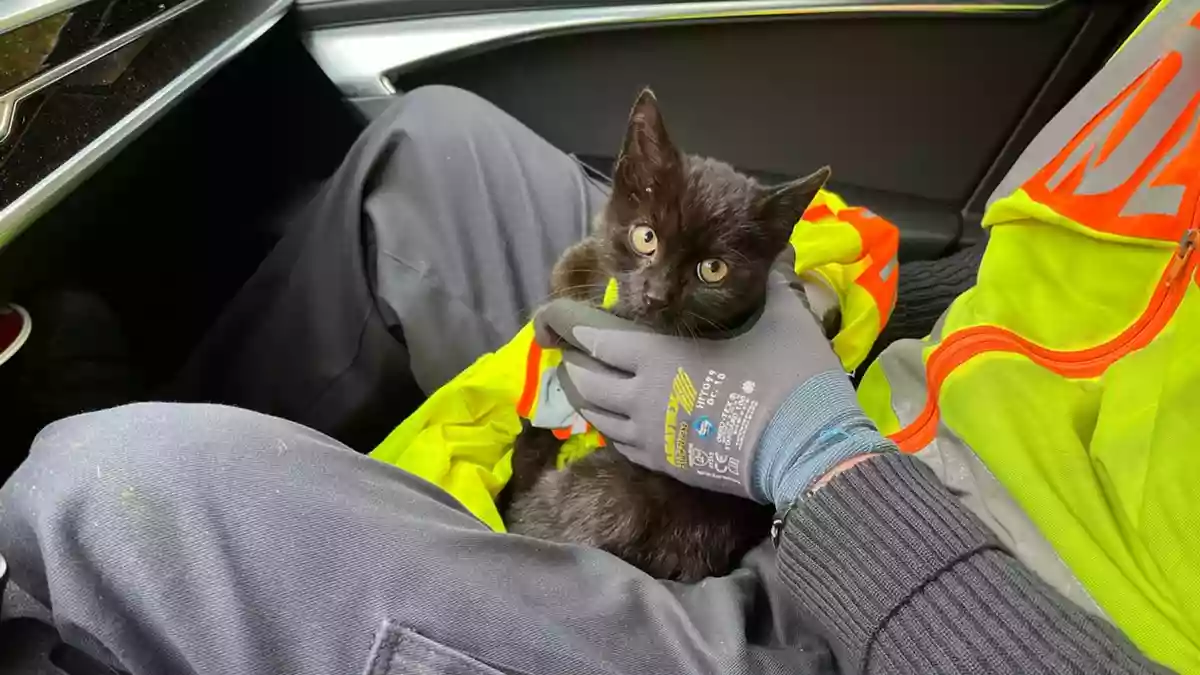 API-TH: Bissiger Kater gerettet - Bild: presseportal.de