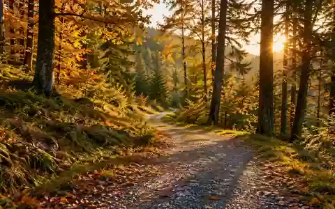 Ein gewundener Kiesweg in einem sonnendurchfluteten Wald, der zu regelmäßiger Bewegung im Alltag einlädt. - Foto: über boerse-global.de