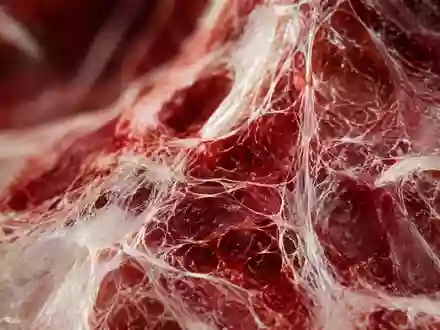 Mikroskopische Aufnahme von biologischem Gewebe mit feinen, faserartigen Strukturen in Rottönen. - Foto: über boerse-global.de