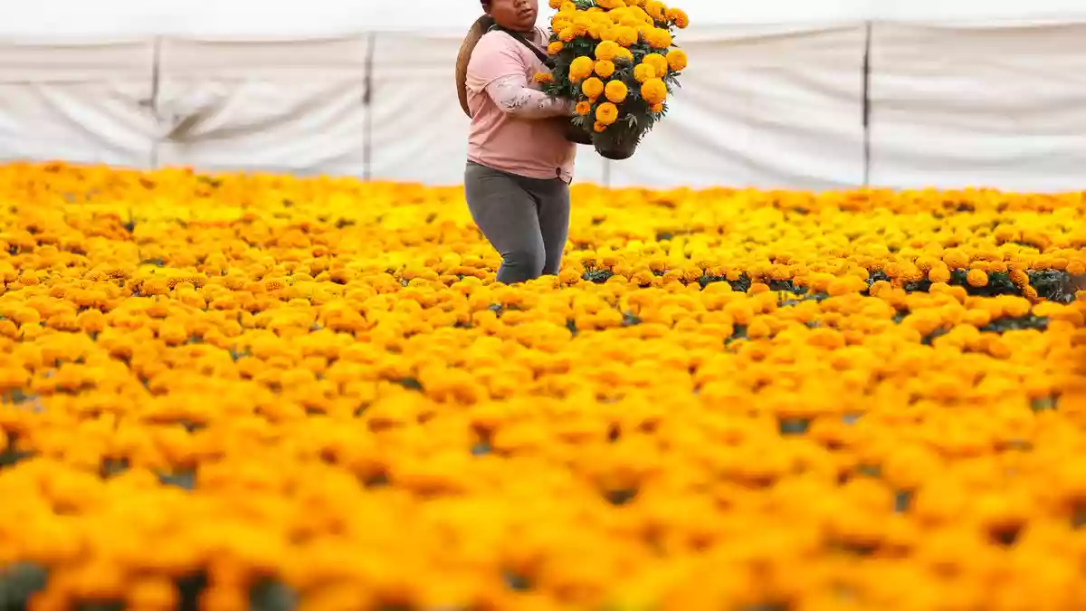 Die Studentenblumen werden auch verwendet, um Gräber und Altäre in den Häusern zu dekorieren.  - Bild: Francisco Canedo/XinHua/dpa