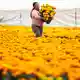 Die Studentenblumen werden auch verwendet, um Gräber und Altäre in den Häusern zu dekorieren.  - Bild: Francisco Canedo/XinHua/dpa