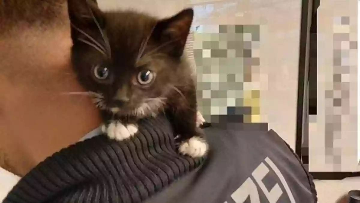 BPOL NRW: Mann versucht Katzenbabys vor dem Hauptbahnhof zu verkaufen - Bundespolizei stellt Tiere sicher - Bild: presseportal.de