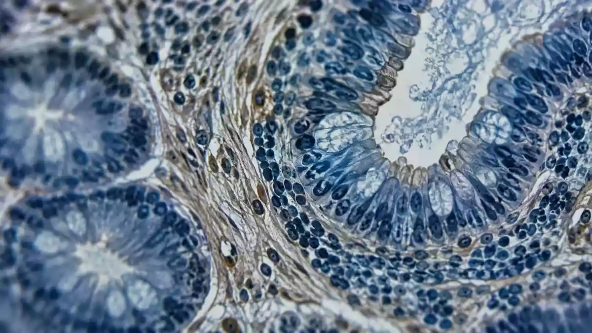 Nahaufnahme von biologischen Zellstrukturen unter dem Mikroskop, die eine subtile, komplexe Gewebetextur zeigen. Illustration mit AI erstellt.