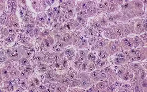Mikroskopische Aufnahme von Lebergewebe in einem Laborumfeld zur Illustration medizinischer Forschung. - Foto: über boerse-global.de