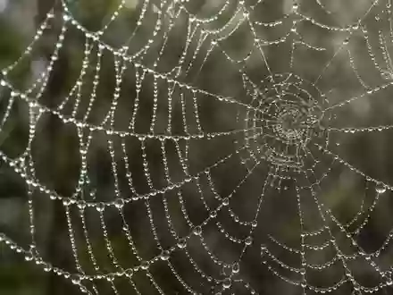 Nahaufnahme eines Tauspinnennetzes bei Morgenlicht, das die feine, netzartige Struktur der Spinnfäden hervorhebt. - Foto: über boerse-global.de