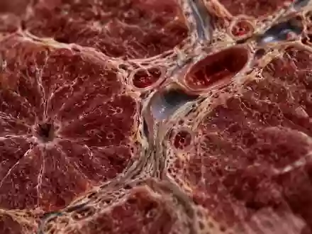 Mikroskopische Aufnahme von Lebergewebe mit komplexen Zellstrukturen und biologischen Kanälen. - Foto: über boerse-global.de