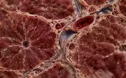 Mikroskopische Aufnahme von Lebergewebe mit komplexen Zellstrukturen und biologischen Kanälen. - Foto: über boerse-global.de