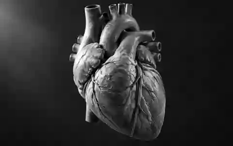 Ein anatomisches Modell des menschlichen Herzens vor einem dunklen, neutralen Hintergrund. - Foto: über boerse-global.de