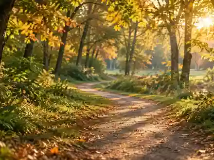 Ein sonniger, bewaldeter Wanderweg in einem Park bei goldenem Licht. - Foto: über boerse-global.de