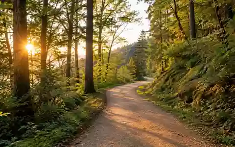Ein geschwungener Waldweg im goldenen Sonnenlicht, der zur sportlichen Betätigung in der Natur einlädt. - Foto: über boerse-global.de
