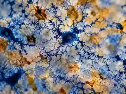 Mikroskopische Aufnahme von Mikroglia-Zellen in neuralem Gewebe, die die immunologischen Strukturen des Gehirns verdeutlicht. - Foto: über boerse-global.de