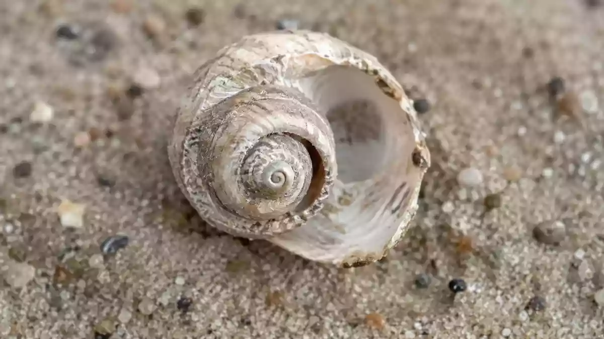 Eine spiralförmige Muschel auf sandigem Untergrund als Symbol für die Struktur des Innenohrs. Illustration mit AI erstellt.