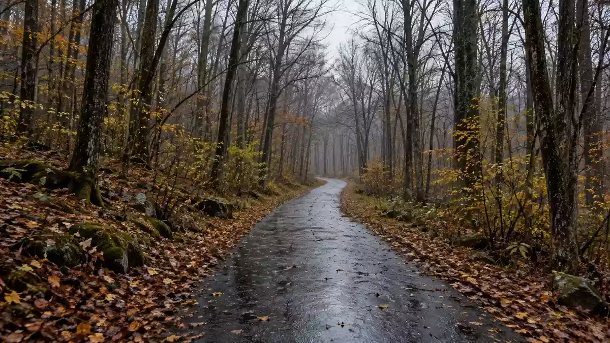 Ein nebliger Waldweg an einem bewölkten Herbsttag, der zu Bewegung an der frischen Luft einlädt. Illustration mit AI erstellt.