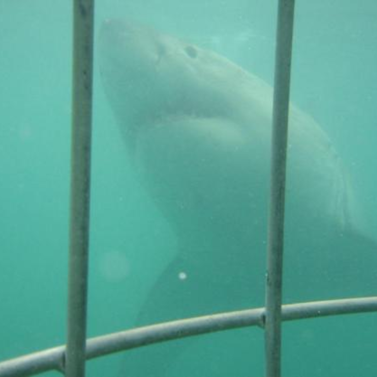 Grosser Weisser Hai - Foto: 