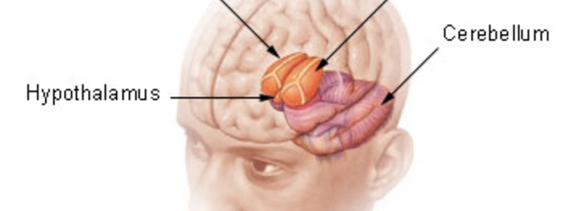 Der Hypothalamus - Foto: commons.wikimedia.org © Arcadian (CC BY-SA 3.0) 