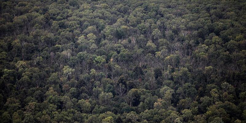 Wald - Foto: über dts Nachrichtenagentur