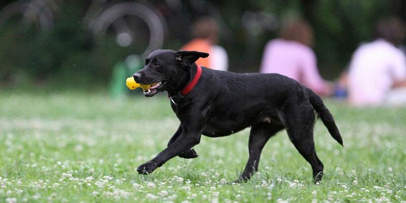 Hund (Archiv) - Foto: über dts Nachrichtenagentur