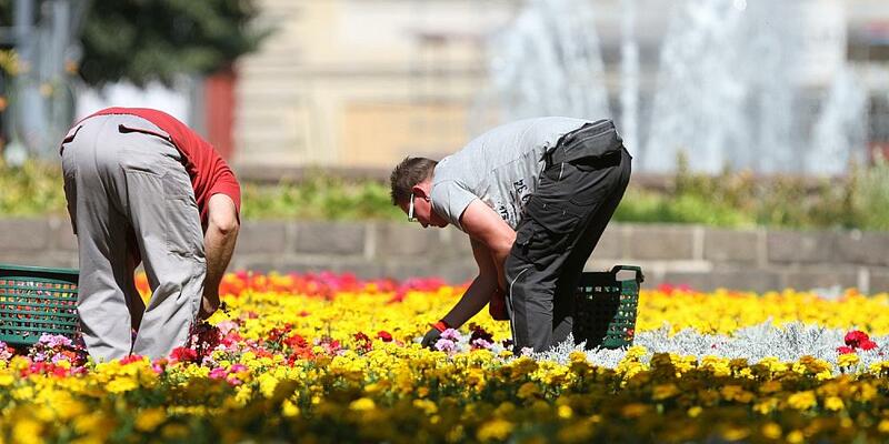 Gartenarbeiter auf einem Blumenbeet (Archiv) - Foto: über dts Nachrichtenagentur