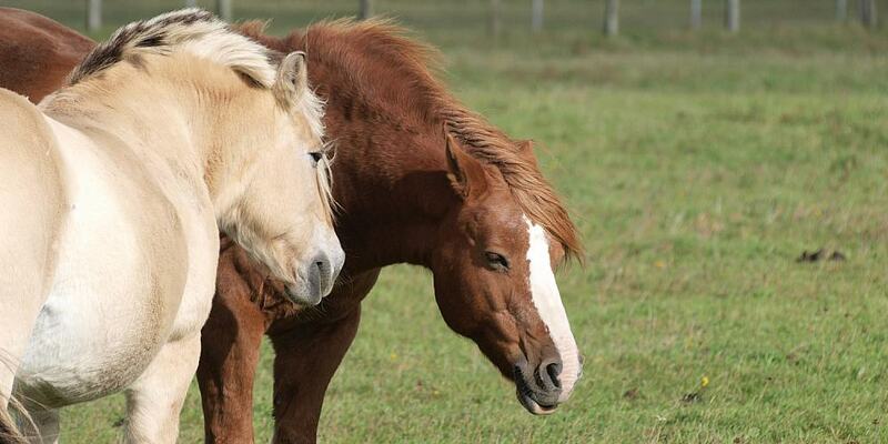 Pferde (Archiv) - Foto: über dts Nachrichtenagentur