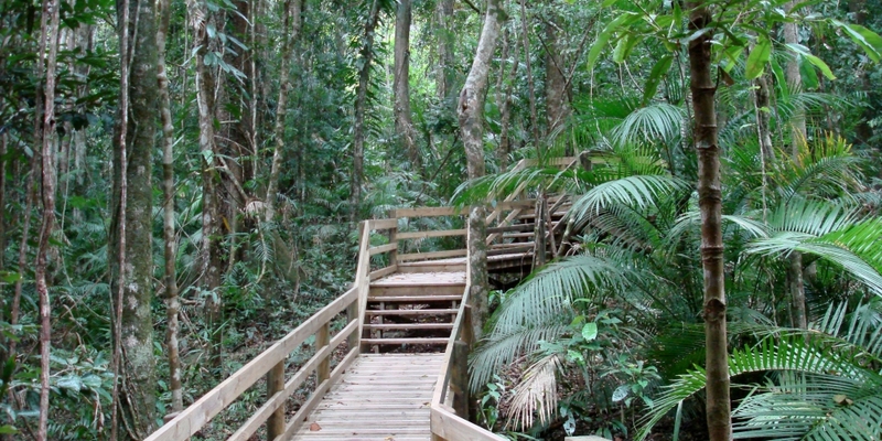 Dschungel in Australien - Foto: über dts Nachrichtenagentur