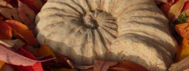 Gartenkunst Ammonit - Foto: Wolfang Wenzel, Gartenkunst