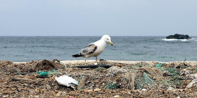 Möwe auf einem Müllhaufen am Meer - Foto: über dts Nachrichtenagentur