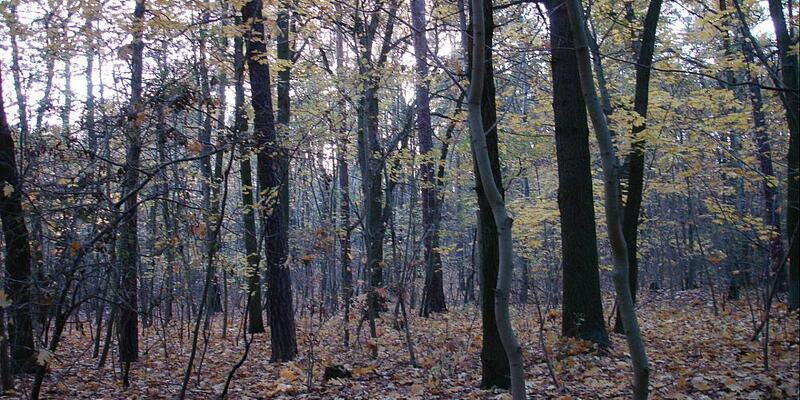 Wald (Archiv) - Foto: über dts Nachrichtenagentur