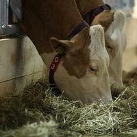 Kühe - Foto: über dts Nachrichtenagentur