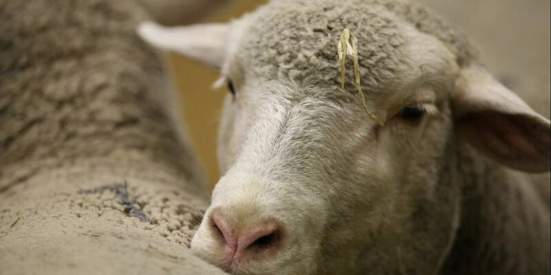 Schaf (Archiv) - Foto: über dts Nachrichtenagentur