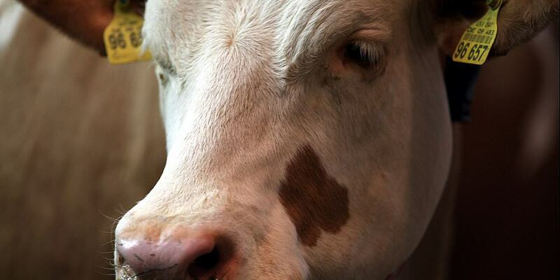 Kuh (Archiv) - Foto: über dts Nachrichtenagentur