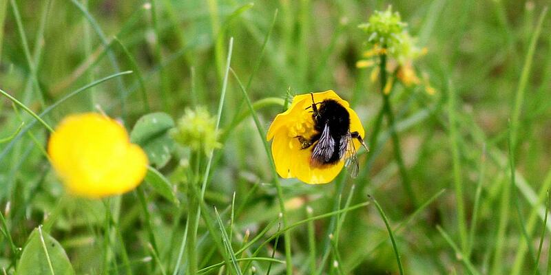 Hummel bestäubt Blüte (Archiv) - Foto: über dts Nachrichtenagentur