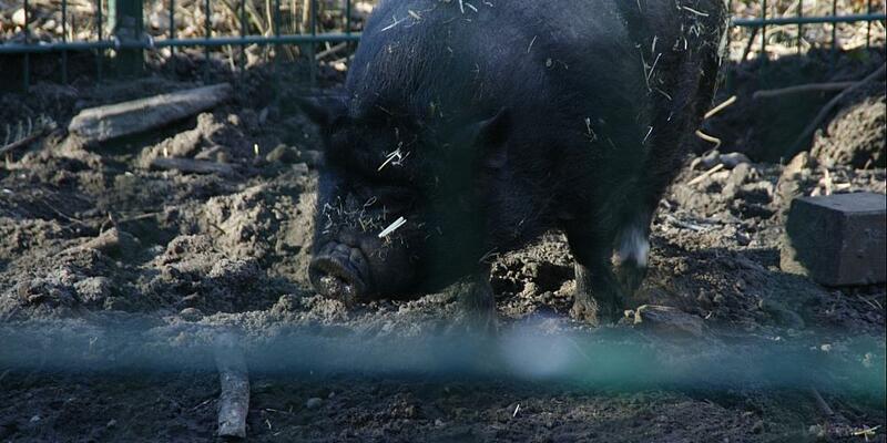 Angler Sattelschwein - Foto: über dts Nachrichtenagentur