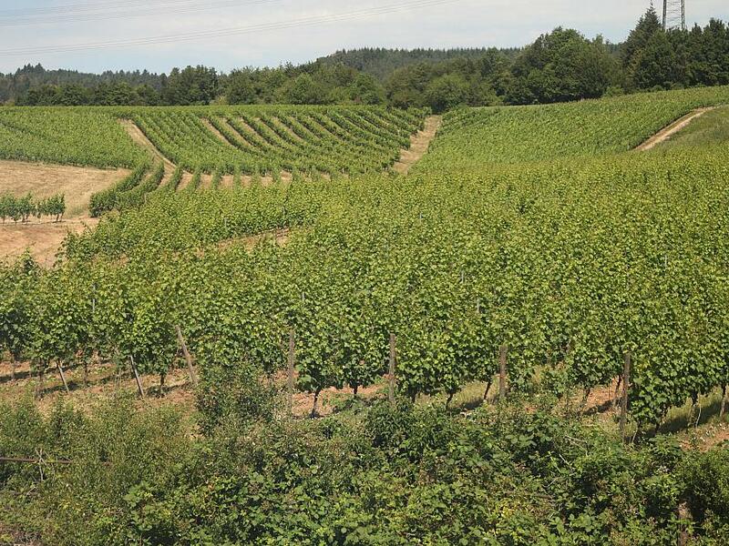 Weinberg (Archiv) - Foto: über dts Nachrichtenagentur