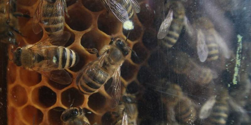 Bienen (Archiv) - Foto: über dts Nachrichtenagentur