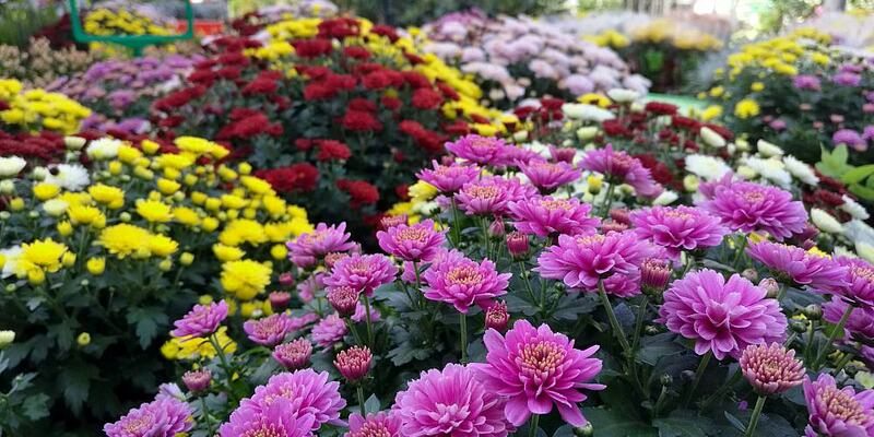 Blumen im Gartenfachgeschäft (Archiv) - Foto: über dts Nachrichtenagentur