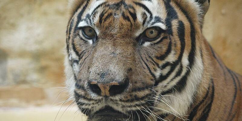 Malaysia-Tiger (Archiv) - Foto: über dts Nachrichtenagentur